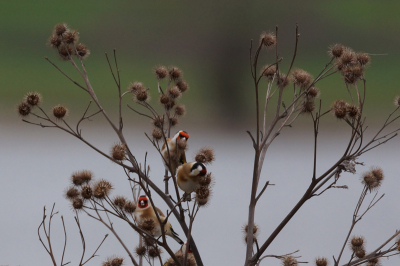 Testen van de net nieuwe 70-400mm lens op puttertjes in de buurt van beuningen.