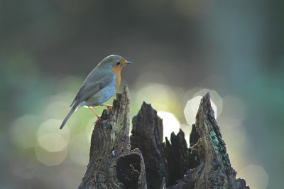 <i class='fa fa-user'></i>&nbsp;Henri van Vliet&nbsp;|   Roodborst&nbsp; <i class='fa fa-eye'>&nbsp;239</i> &nbsp; <i class='fa fa-comment-o'>&nbsp;4</i>