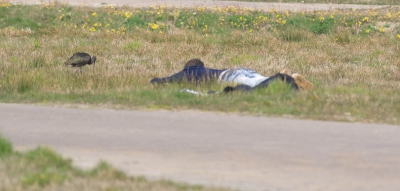 Hier de making off van de geweldige groothoek foto van Thijs. Zo dichtbij kan je dus bij de zwarte ibis komen.
Het was erg gaaf.