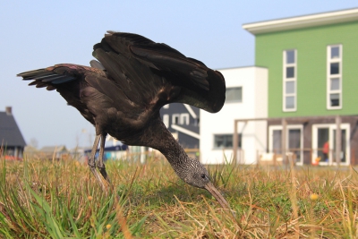 <i class='fa fa-user'></i>&nbsp;thijsglastra&nbsp;|   Zwarte Ibis&nbsp; <i class='fa fa-eye'>&nbsp;962</i> &nbsp;<i class='fa fa-thumbs-up'>&nbsp;15</i> &nbsp; <i class='fa fa-comment-o'>&nbsp;25</i>