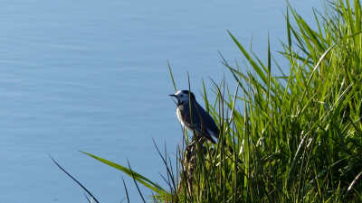 In de sloot rond vliegveld Teuge. Sinds de uitbreiding van het vliegveld zijn er steeds meer vogels te bewonderen.