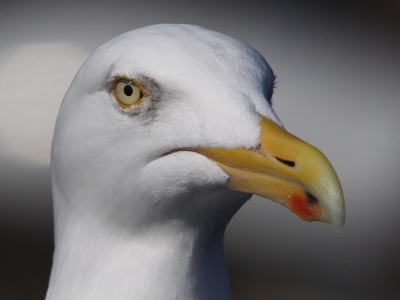 Wachtend op de boot in Den Helder ging deze Zilvermeeuw op 4 meter van me af op een reling zitten. Thuis aangekomen was ik blij verrast met dit portret en de scherpte van de foto.