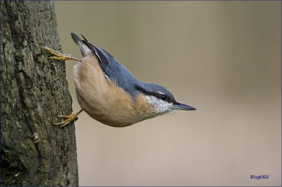 Een regelmatige bezoeker aan mijn schuilhut. De Boomklever gaat de boom af van boven naar beneden, i.t.t. de Boomkruiper, die gaat van onder naar boven !!