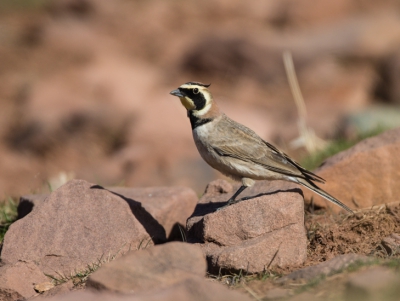 Vorige maand een reis gemaakt met b.b. door Marokko. Deze strandleeuwerik kwamen we tegen in het Atlasgebergte op 2800m.bijzonder vind ik.