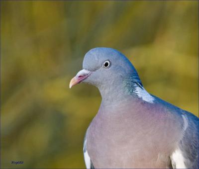 De houtduif is alom vertegenwoordigd in grote getallen. Met zijn mooi blauw-groen blinkende nek boven de witte vlek maken hem nog aantrekkelijker.