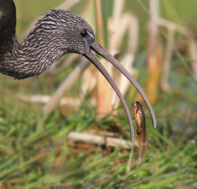 <i class='fa fa-user'></i>&nbsp;thijsglastra&nbsp;|   Zwarte Ibis&nbsp; <i class='fa fa-eye'>&nbsp;505</i> &nbsp;<i class='fa fa-thumbs-up'>&nbsp;12</i> &nbsp; <i class='fa fa-comment-o'>&nbsp;20</i>