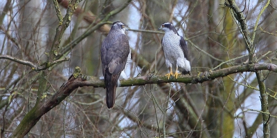 Een bestaand havikenpaar in baltstijd bij een prachtig stralend zonnetje op mooie lentedag in maart