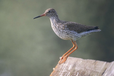 Een van de laatste Tureluurs die in Diemen gebroed hebben. Voorheen een eldorado voor weidevogels is het veenweidegebied een speelplaats voor honden en hardlopers.