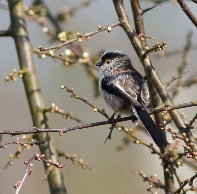 Beweeglijke vogels, altijd weer een uitdaging om ze op de foto te krijgen.