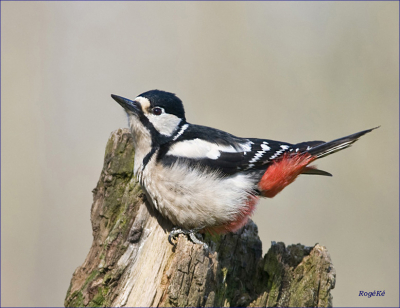 De Grote Bonte Specht kwam zich op de versleten paal zetten om zich op te drogen in de zon na een badje te hebben genomen!!
Groetjes,
Roger