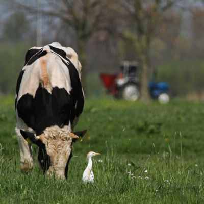 <i class='fa fa-user'></i>&nbsp;Peter Stam&nbsp;|   Koereiger&nbsp; <i class='fa fa-eye'>&nbsp;550</i> &nbsp; <i class='fa fa-comment-o'>&nbsp;9</i>