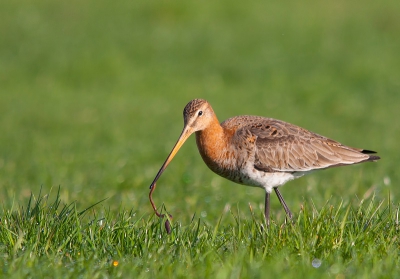Deze grutto was lekker aan het foerageren in het gras, ben op me buik gaan liggen en zo heb ik deze foto kunnen maken. Zag thuis pas dat hij een Regenworm te pakken had.
