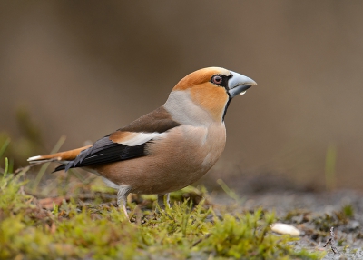 <i class='fa fa-user'></i>&nbsp;Henk Laverman&nbsp;|   Appelvink&nbsp; <i class='fa fa-eye'>&nbsp;540</i> &nbsp; <i class='fa fa-comment-o'>&nbsp;12</i>