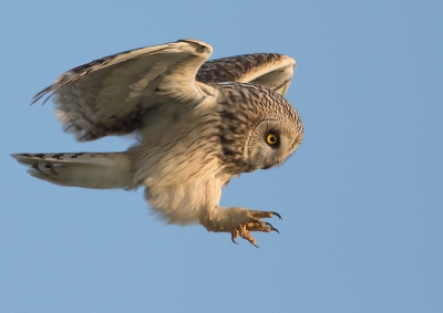 Asio flammeus / Velduil / Short-eared Owl