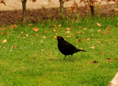 Merel op het gras in mijn achtertuin. Moest er wel even op wachten op het moment dat de vogel dacht dat ik er niet was.
