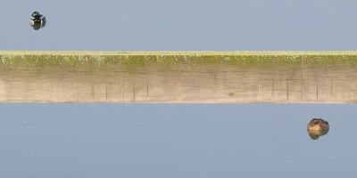 <i class='fa fa-user'></i>&nbsp;sieb&nbsp;|   Wilde Eend&nbsp; <i class='fa fa-eye'>&nbsp;1308</i> &nbsp;<i class='fa fa-thumbs-up'>&nbsp;32</i> &nbsp; <i class='fa fa-comment-o'>&nbsp;29</i>