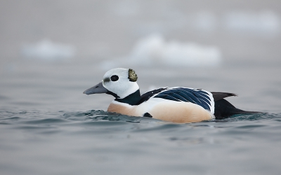 <i class='fa fa-user'></i>&nbsp;Seraf van der Putten&nbsp;|   Stellers Eider&nbsp; <i class='fa fa-eye'>&nbsp;516</i> &nbsp;<i class='fa fa-thumbs-up'>&nbsp;2</i> &nbsp; <i class='fa fa-comment-o'>&nbsp;7</i>