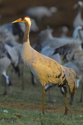 <i class='fa fa-user'></i>&nbsp;Alex Roetemeijer&nbsp;|   Kraanvogel&nbsp; <i class='fa fa-eye'>&nbsp;382</i> &nbsp; <i class='fa fa-comment-o'>&nbsp;3</i>