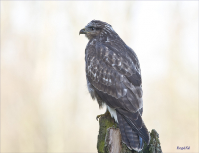 Als er een buizerd in de omgeving is zie je verder geen andere bewegingen meer.
Groetjes
RogK