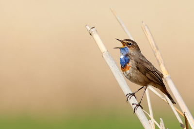 Na wat geduldig wachten kwam deze vogel tevoorschijn.
Prachtig gezang en een heel mooie baltsvlucht.
Gelukkig had ik de achtergrond mee.