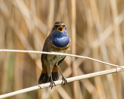 Mijn eerste upload, tevens de eerste blauwborst die het zich verwaardigt om voor mijn lens te komen zitten. Wat een exhibitionistisch type is dit toch, prachtig. Een genot voor net- en trommelvlies!