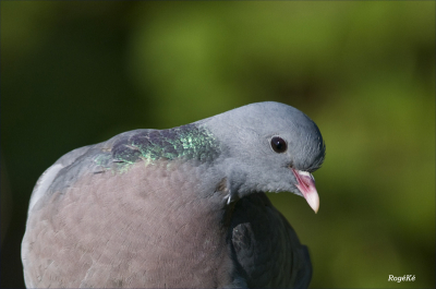 De holenduif is een tamelijk veel voorkomende duif in onze streken. Buiten de groen blinkende nek heeft ze, in tegenstelling met de houtduif, geen witte vlek in de nek.
Groetjes,
RogK