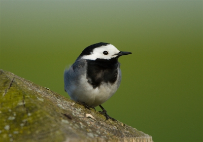 Lastig vogeltje om goed belicht te krijgen met dat wit en zwart. Dit is het uiteindelijke resultaat geworden.