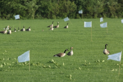 <i class='fa fa-user'></i>&nbsp;loek van de Leur&nbsp;|   Grote Canadese Gans&nbsp; <i class='fa fa-eye'>&nbsp;259</i> &nbsp; <i class='fa fa-comment-o'>&nbsp;5</i>