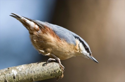 De boomklever is dat klevertje dat de boom afgaat van boven naar onder.
Groetjes,
RogK