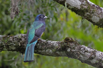 <i class='fa fa-user'></i>&nbsp;Brasil&nbsp;|   Surucu�trogon&nbsp; <i class='fa fa-eye'>&nbsp;321</i> &nbsp;<i class='fa fa-thumbs-up'>&nbsp;4</i> &nbsp; <i class='fa fa-comment-o'>&nbsp;4</i>