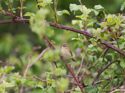 zaten als een koppeltje in de doornstruiken mooie zang mooie vogeltje