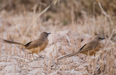 Deze bijzondere soort vogel kwamen we tegen in een klein landbouw gebiedje in een bewoond gebied.