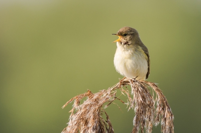 Vanmorgen was het behoorlijk mistig in de Rietputten in Vlaardingen maar rond 8:00 kwam de zon goed door en was het erg druk met vogels. Deze tjiftjaf zat precies goed in het ochtendlicht, misschien iets uitgebeten wit maar het licht kwam ook precies van de zijkant op de borst van de vogel.