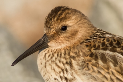 s 'Ochtends vroeg op pad om van het mooie zonlicht te genieten. Terwijl we langs de kade liepen aan de oost-zijde van het eiland, zagen we deze Bonte Strandloper rustig wakker worden.