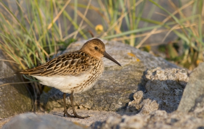 s 'Ochtends vroeg op pad om van het mooie zonlicht te genieten. Terwijl we langs de kade liepen aan de oost-zijde van het eiland, zagen we deze Bonte Strandloper rustig wakker worden.