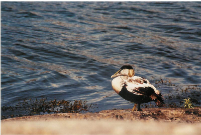 Mn 1e Birdpix foto.
Gemaakt in de afgelopen zomervakantie.
Gemaakt met Canon EOS 3000, met  35-200 mm lens.
Met deze camera heb ik vooral sfeerplaten gemaakt. Dit is een van de weinige vogelfoto's (die redelijk gelukt zijn).
