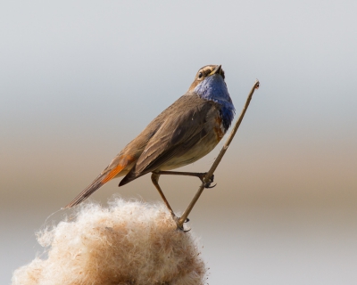 Nu een blauwborst met z'n bek dicht. Het harde middaglicht werd die dag wat getemperd door smog en Saharazand. Leuk detail vond ik het spinnetje dat door zich te verstoppen voor de vogel bij mij juist mooi in beeld kwam. Zag ik pas thuis op de computer, moet ik er eerlijk bij zeggen...