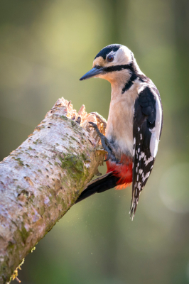 De grote bonte specht zat schichtig naar voedsel te zoeken in de boom. Bij de minste beweging vanuit de schuiltent vloog hij weg. Gelukkig had ik toen deze foto al genomen.