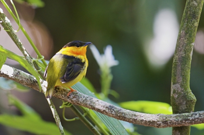 <i class='fa fa-user'></i>&nbsp;Frits Stoekenbroek&nbsp;|   Oranjekraagmanakin&nbsp; <i class='fa fa-eye'>&nbsp;298</i> &nbsp; <i class='fa fa-comment-o'>&nbsp;4</i>