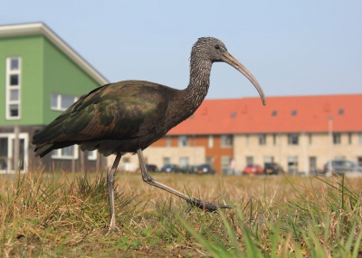 <i class='fa fa-user'></i>&nbsp;thijsglastra&nbsp;|   Zwarte Ibis&nbsp; <i class='fa fa-eye'>&nbsp;667</i> &nbsp;<i class='fa fa-thumbs-up'>&nbsp;15</i> &nbsp; <i class='fa fa-comment-o'>&nbsp;23</i>