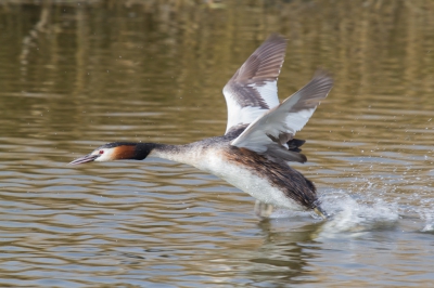 De paar fuut-foto's die ik heb tonen een futenstaart die nog net boven het water uitsteekt. Deze nam een spetterend aanloopje alvorens onder te duiken.