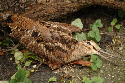 Wij vonden deze dode houtsnip tijdens snoeiwerkzaamheden in de binnentuin van ons wooncomplex. Hij voelde nog warm aan, er liep wat bloed uit de snavel. Was tegen een van de ruiten aangevlogen. Vogelbescherming liet weten, dat door stereoscopisch zicht (ogen zitten vrij opzij) houtsnippen moeilijk de afstand recht van voren kunnen inschatten. Daardoor verongelukken er nogal wat tijdens de trektijd.
Ik vond de kleuren zo prachtig en de vogel was helemaal gaaf, dat wij hem (ter beschikking van de wetenschap) naar Naturalis hebben gebracht.