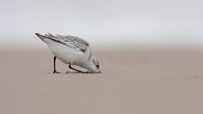 Een van de eerste foto's die ik dit jaar heb kunnen maken van een Drieteenstrandloper op het strand. Op dezelfde dag als de foto van de Sneeuwgors deze foto kunnen maken. De Sneeuwgorzen waren weer eens opgevlogen door langslopende mensen. Daarnaast was ook het zonnetje achter de wolken verdwenen. Toch besloten om nog wat foto's te maken van de bijna altijd aanwezige Drieteenstrandlopers.