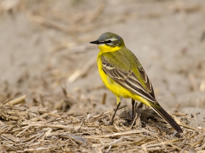 Deze keer niet op een bloem, deze kwik kwam geregeld de insecten van het opgewarmde pad snoepen, als er dan een fietser of auto langs kwam vloog hij naar de rand van het bollenveld.