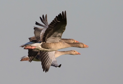 <i class='fa fa-user'></i>&nbsp;Edward van Altena&nbsp;|   Grauwe Gans&nbsp; <i class='fa fa-eye'>&nbsp;431</i> &nbsp;<i class='fa fa-thumbs-up'>&nbsp;1</i> &nbsp; <i class='fa fa-comment-o'>&nbsp;4</i>