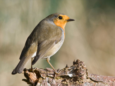 Het roodborstje is een solitair vogeltje dat heel het jaar voorkomt in onze streken.
Groetjes,
RogK