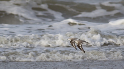 Nog 1 uit het archief dan :)
Deze foto sprak me aan omdat de strandlopers bijna wegvallen in de achtergrond, maar door de scherptediepte, juist ook weer opvallen.