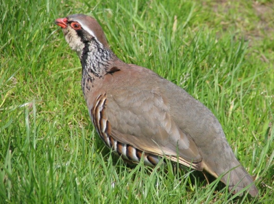 Waarschijnlijk was deze vogel niet fit, want ik kon wel heel erg dichtbij komen.