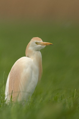 <i class='fa fa-user'></i>&nbsp;digiton&nbsp;|   Koereiger&nbsp; <i class='fa fa-eye'>&nbsp;232</i> &nbsp; <i class='fa fa-comment-o'>&nbsp;3</i>