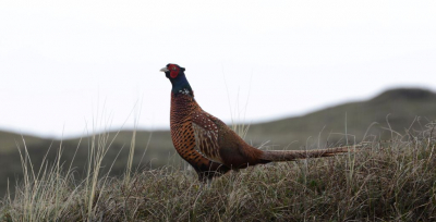 Fazant in de duinen, blijven prachtige beesten en jammer dat de zon net was onder gegaan